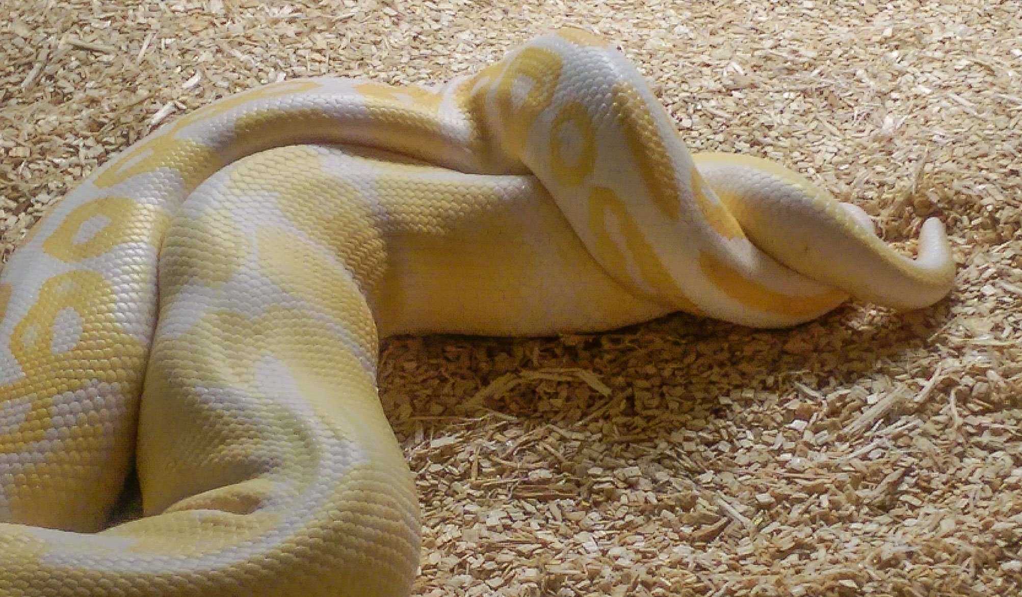 A male and female ball python, caught in the act